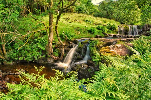 Foto cascata in foresta