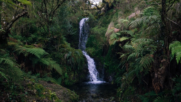 Waterfall in the forrest