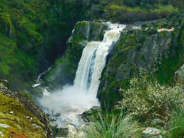 Photo a waterfall is in the middle of a forest