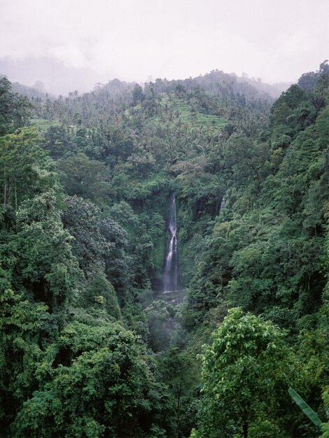 A waterfall in a lush green forest