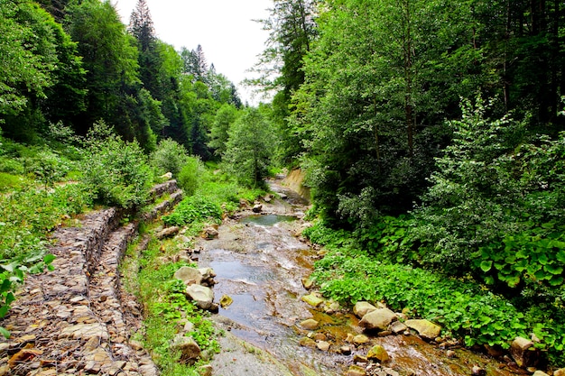 Waterfall in the mountain forest