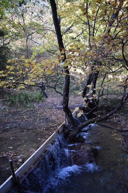 Photo waterfall on a mountain stream in the forest