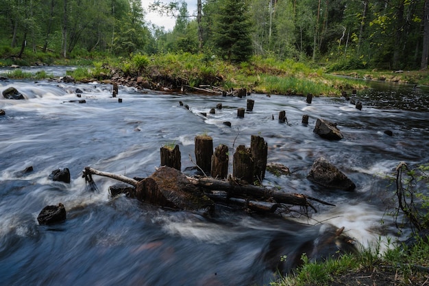 Waterfall in the river with stones in the forest in summer