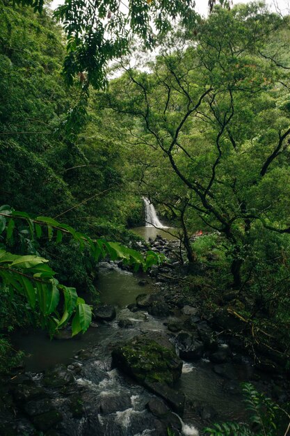 Waterfall on the road to Hana Maui Hawaii