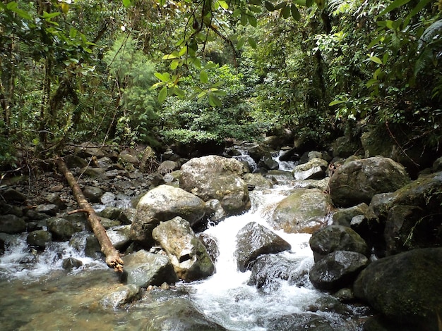 Waterfall on tropical rain forest with vegetation and rock in Indonesia