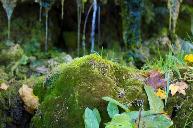 緑の苔で覆われた滝