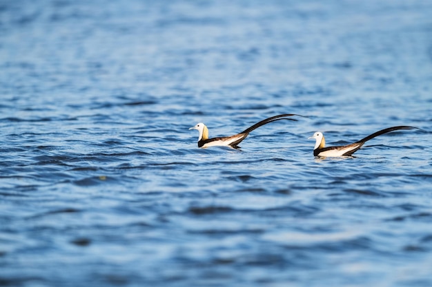 Waterfazant fazantstaart jacana koningin van watervogels