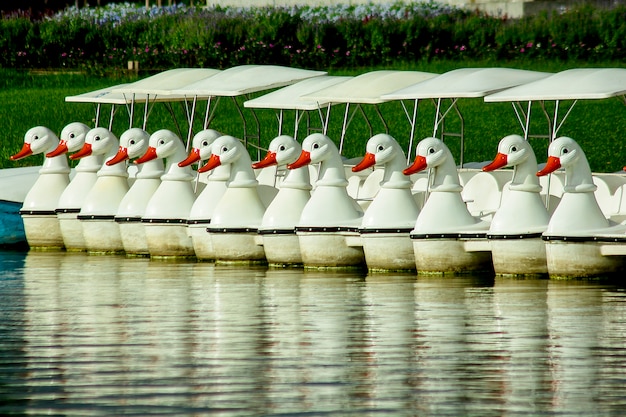 Waterfietsen die in het water bij het park drijven.