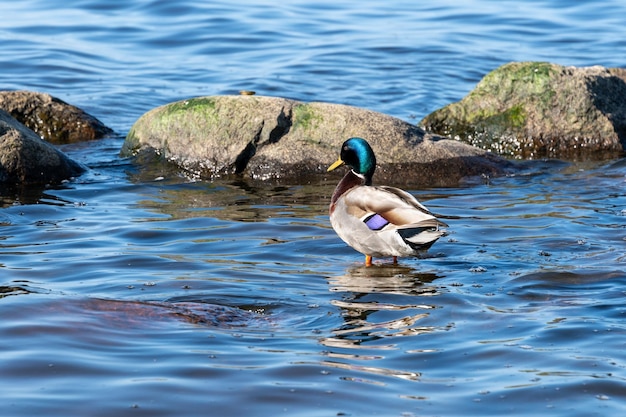 Photo waterfowl on the background of the sea reservoir holey gull duck drake in the wild