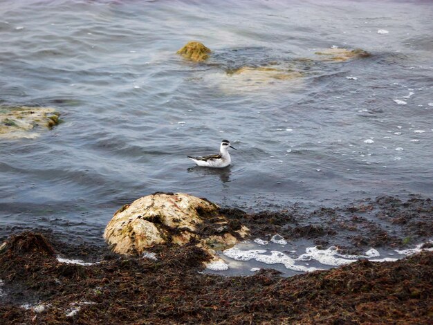 カスピ海沿岸の水鳥 カザフスタン マンギスタウ地方 2019 年 9 月 21 日