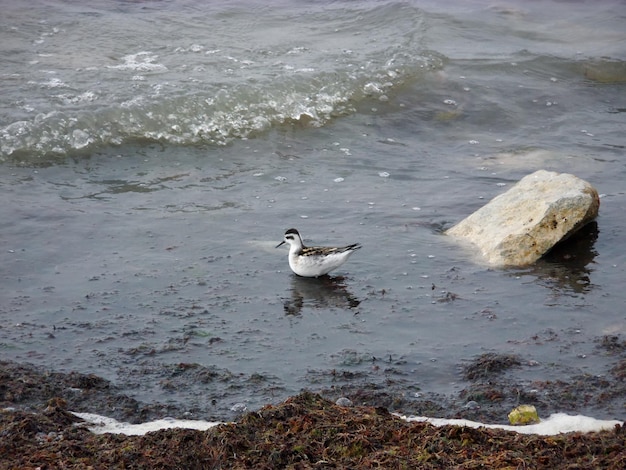 Waterfowl the shore of the Caspian Sea Kazakhstan Mangistau region 21 September 2019 year