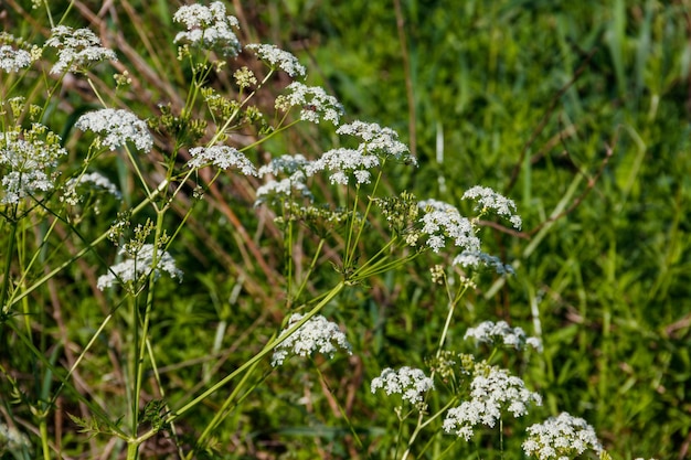 Waterhemlockconium maculatum bloemen