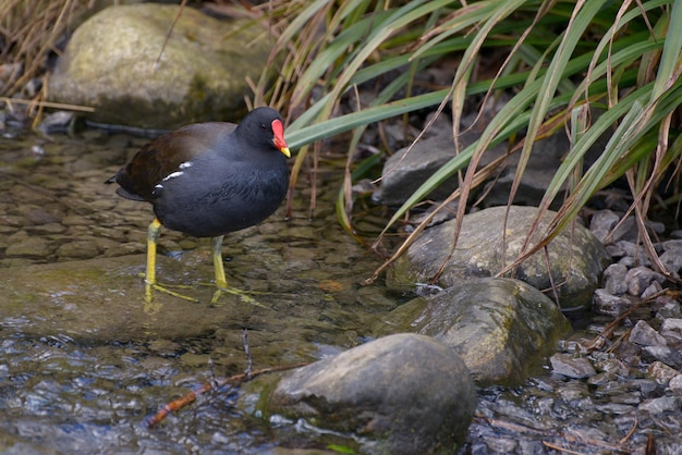 Waterhoen (Gallinula chloropus) die door een ondiepe beek waadt