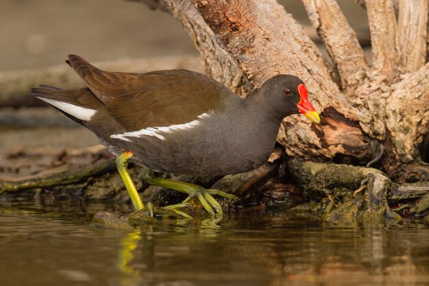 Waterhoen Gallinula chloropus Malaga Spanje