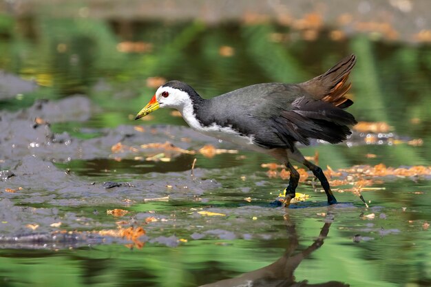 Waterhoenvogel met witte borst zoekt voedsel in moeras