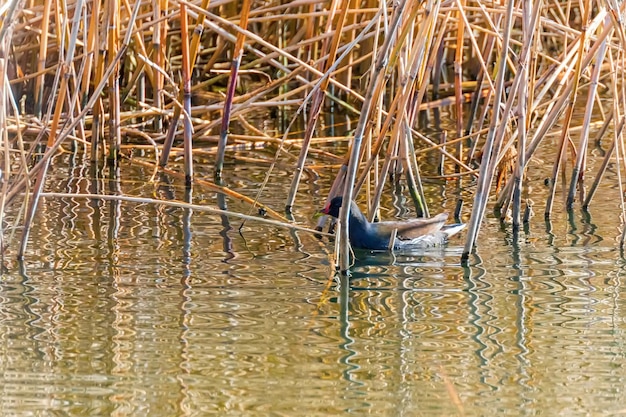 WaterhoenZwemmen op het water Gallinula chloropusGewone waterhoen