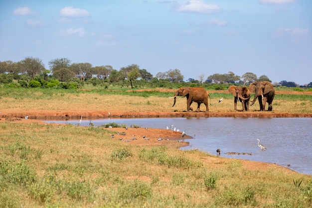 A waterhole in the savannah with some red elephants