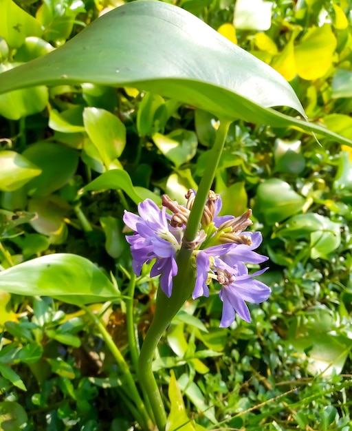 Waterhyacintbloem met natuurlijke achtergrond