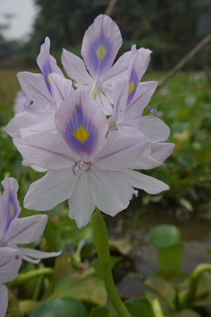 waterhyacinth Bloem