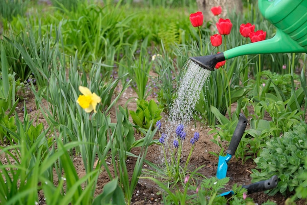 Watering can and trowel in a garden