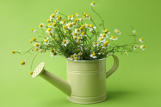 Watering can with chamomiles on green