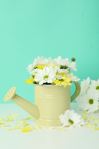 Watering can with chrysanthemums against mint background.