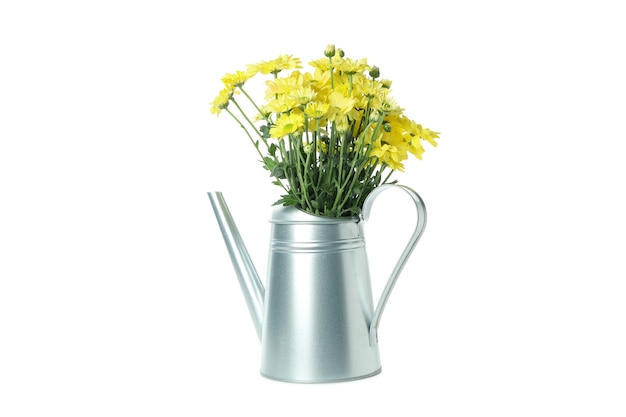 Watering can with chrysanthemums isolated on white background.