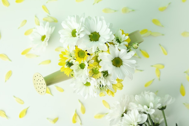 Watering can with chrysanthemums on white background.