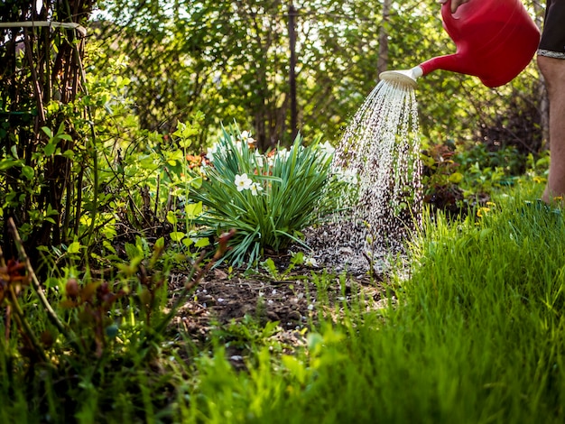 Watering can with water in the garden on a summer day