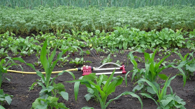 Watering crops in the garden The smart garden is activated with a fully automatic sprinkler irrigation system watering the crop rows Shooting in 4K UHD