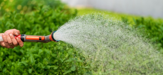 温室の庭でさまざまな植物に水をまく