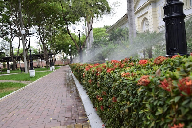 Watering a flowering hedge along the sidewalk in the Historic Park of Guayaquil Ecuador