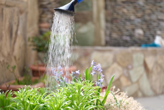 庭で水缶で花に水をまく