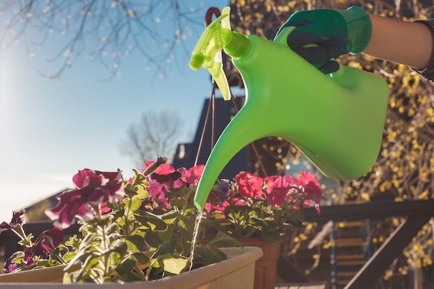 Watering flowers