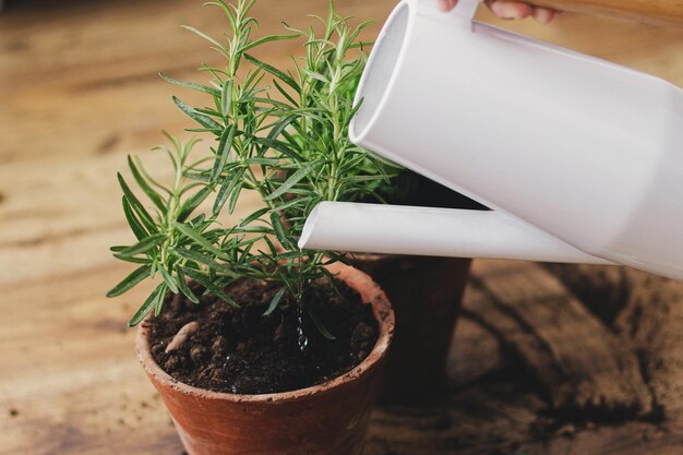 Watering fresh basil and rosemary plants from modern watering can after repotting on dirty floor