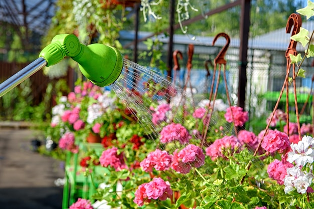 Watering from a water sprayer of pelargonium flowers in the garden center.