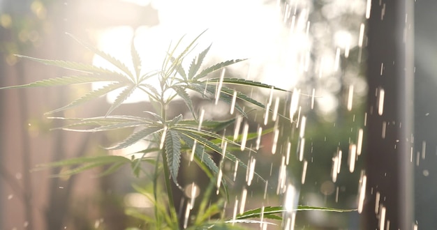 水まきグリーンマリファナの木大麻植物温室で麻薬ハーブ農業植栽麻の葉は太陽の光で大麻原油薬農場を作ったCBCTHCハーブ農業雑草葉薬