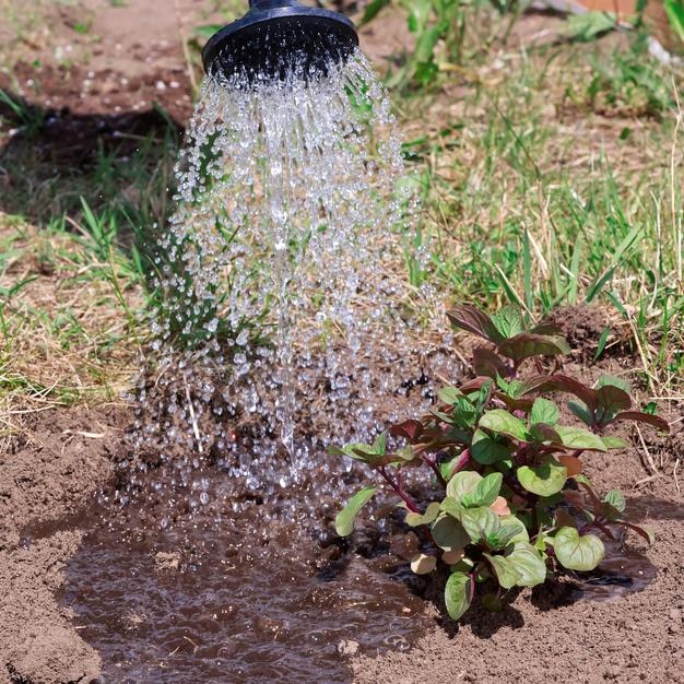 庭の移植と苗の水やりで水まき缶でペパーミントに水をまく