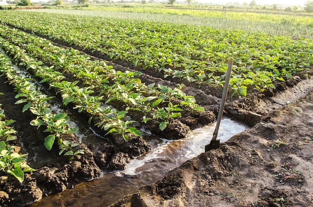 Watering the plantation of young eggplant seedlings through irrigation canals