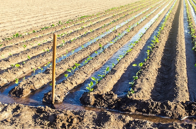 Watering the plantation of young eggplant seedlings through irrigation canals