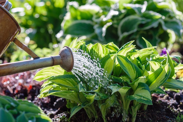 Photo watering plants on flowerbed in summer garden