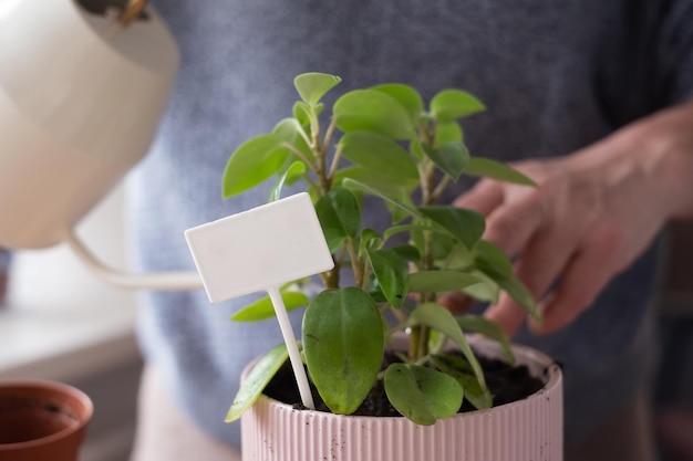 Watering plants in flowerpots by window at home. Hobby concept. Empty plate for plant name.