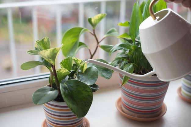 Watering plants in flowerpots by window at home.