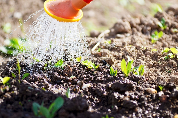 Watering the plants from a watering can. Watering agriculture and gardening concept. Watering strawberries.