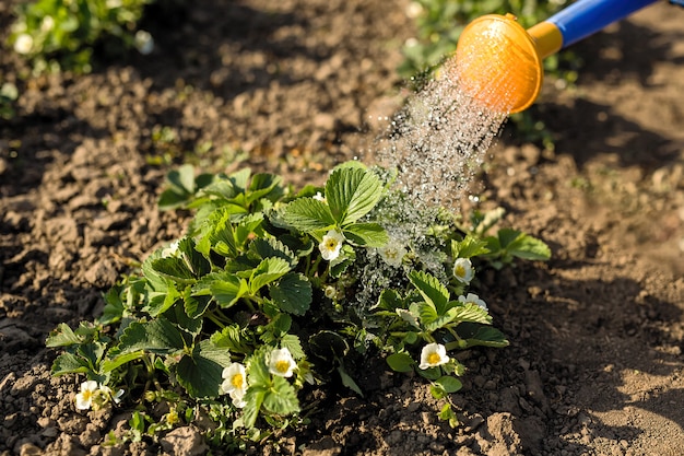 Watering the plants from a watering can