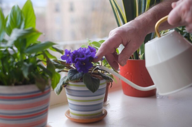 Watering potted home flowers. Close up view