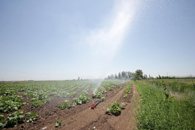 watering the pumpkin field