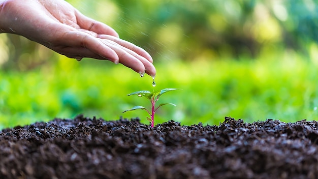 Photo watering small trees,children's hand watering a young plant,green plants at natural parks to reduce