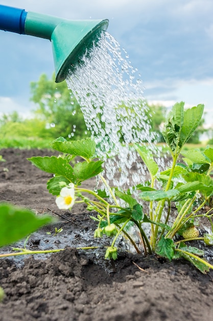 Watering strawberry bush