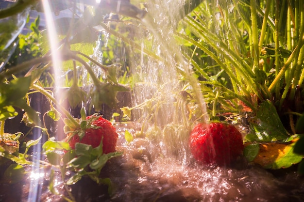 Watering strawberry plants on a plantation in the summer heat Drops of water irrigate crops Gardening concept Agriculture plants growing in bed row